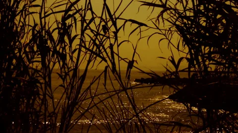 Beach evening Stock Footage 37656762
