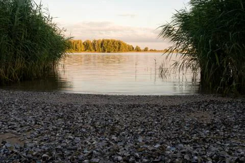 Beach filled with shells Stock Photos