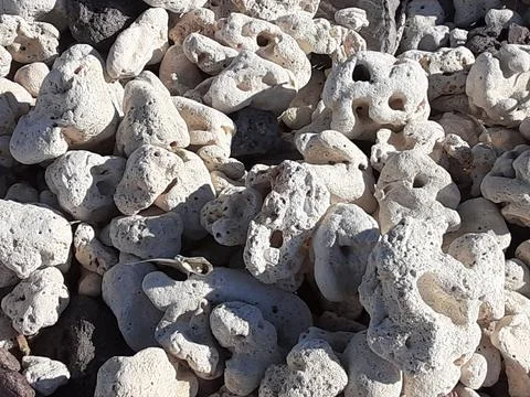 Beach Fish Bones Rock Beach Stock Photos