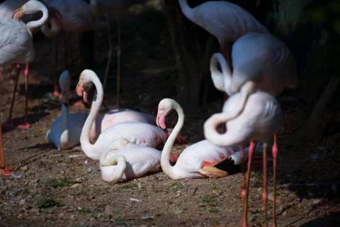 Beach flamingos  Stock Photos