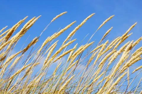 Beach flora Stock Photos