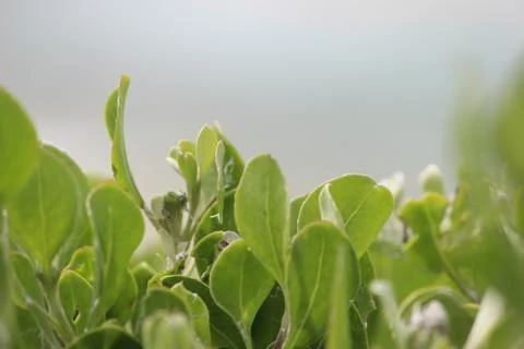 Beach Flora Stock Photos