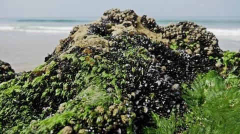 Beach Flora Waves FHD Stock Footage 69018370