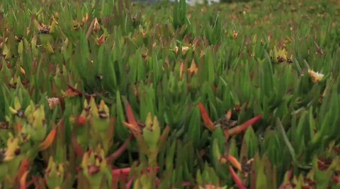 Beach flowers 2 Video stock 759714