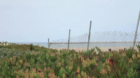 Beach flowers 3 Video stock 759697