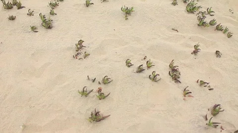 Beach flowers 4 Stock Footage 759686
