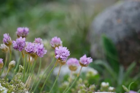 Beach flowers close up Stock Photos