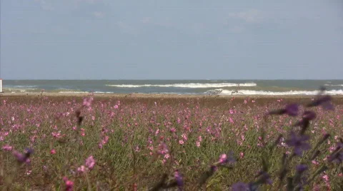 Beach flowers Stock Footage 660488