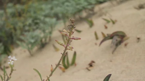 Beach flowers Stock Footage 759764