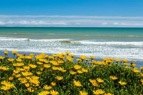 Beach flowers Stock Photos