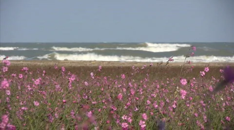 Beach Flowers in spring 스톡 동영상 660502