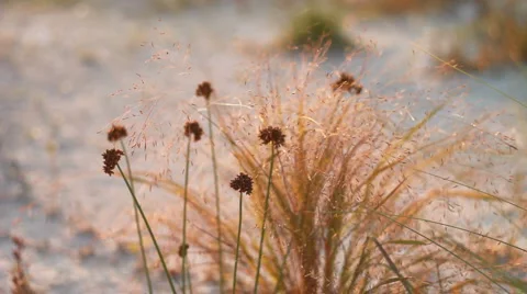 Beach flowers at sunset Stock Footage 958058