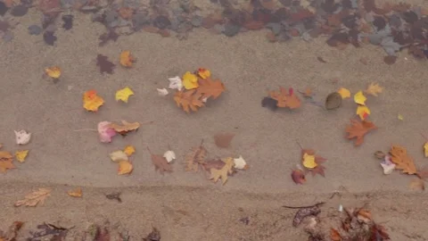 Beach Foliage Stock Footage 147628891