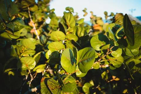 Beach Foliage 库存照片