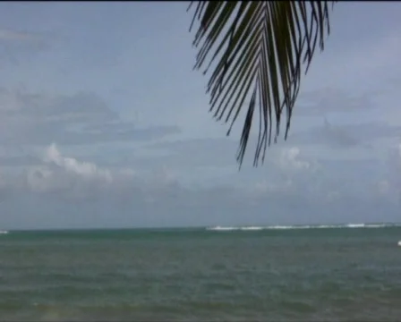 Beach Stock Footage 557892