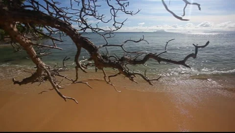 Beach Stock-Footage 8555521