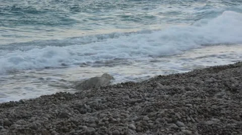 Beach 動画素材 10824191