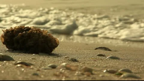 BEACH Stock Footage 10887849