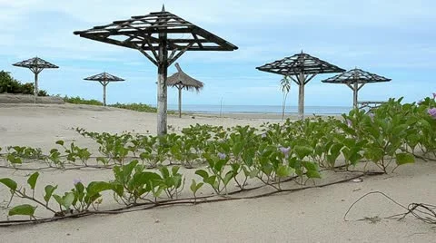 Beach Video stock 12466067