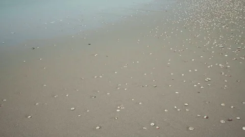 Beach Stock Footage 102220007