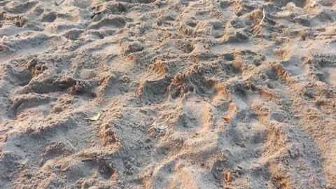 Beach Stock Footage 238030535
