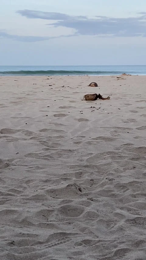 Beach Stock Footage 246253623