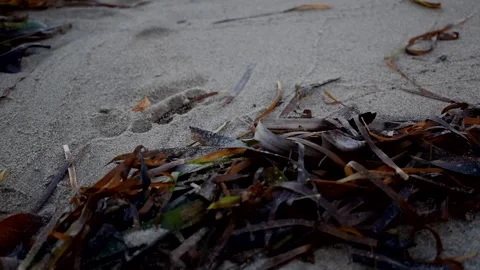 Beach Stock Footage 294159944