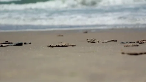 Beach footprints walking sand Stock Footage 98676942
