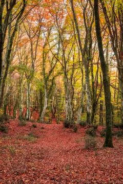 Beach forest in Autumn Stock Photos