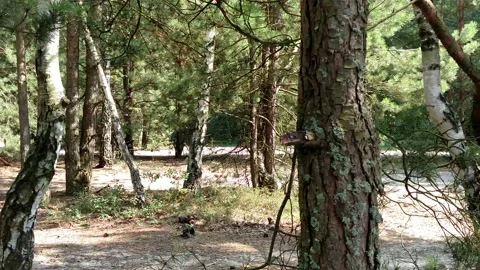 Beach of the forest . Stock Footage 93775107