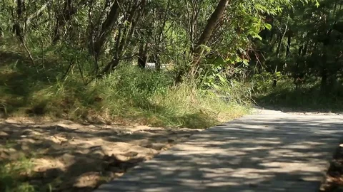 Beach forest Stock Footage 99118634