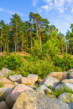 Beach with forest Stock Photos