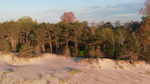 Beach forest from the sky, Baltic Sea drone footage 스톡 동영상 130223938