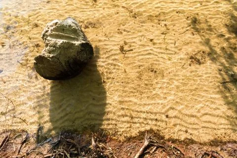 Beach at the forest with a stone Stock Photos