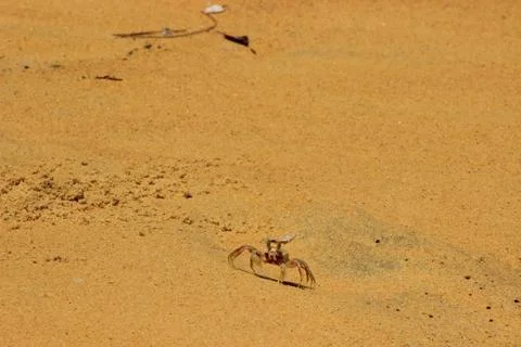 Beach front crab Stock Photos