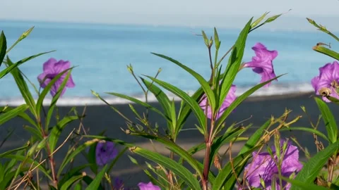 Beach front view with lush garden purple flowers and green fauna Stock Footage 294635152