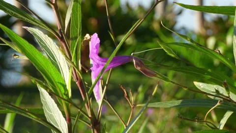 Beach front view with lush garden purple flowers and green fauna Stock Footage 294635158