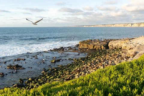 A beach full of seals  resting at sunset. La Jolla Cove, San Diego, Calirforn Stock Photos