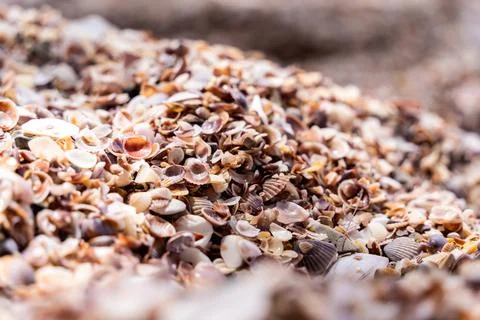 Beach full of shells on the ocean side Stock Photos