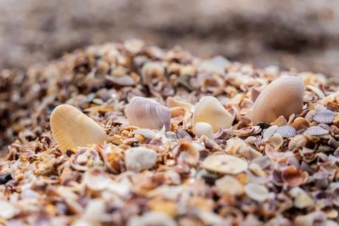 Beach full of shells on the ocean side Stock Photos
