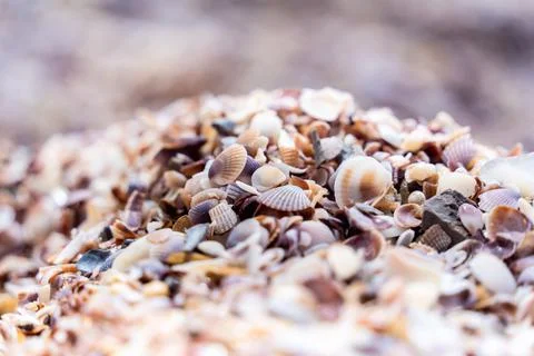 Beach full of shells on the ocean side Stock Photos