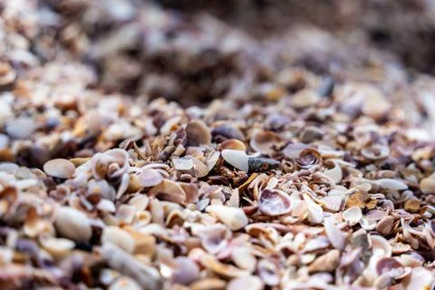 Beach full of shells on the ocean side Foto stock