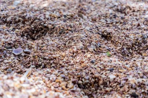 Beach full of shells on the ocean side Stock Photos