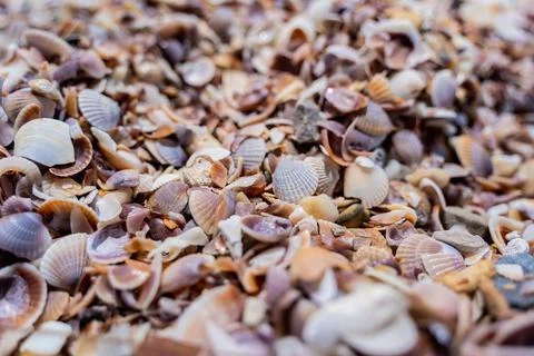 Beach full of shells on the ocean side Stock Photos