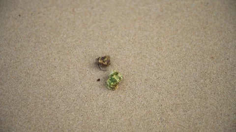 Beach with funny playing hermit crab. Stock Footage 87965253