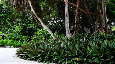 Beach garden Stock Footage 42120730