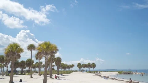 Beach Goers &amp; Palm Trees [4K] Stock Footage 80007405