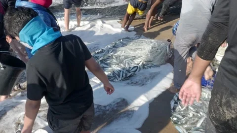 Beach goers scramble for sardines on the beach in South Africa Stock Footage 133882038