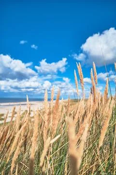 Beach Gras at the beach of Denmark Stock Photos
