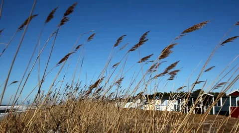 Beach-grass and blue sky Stock Footage